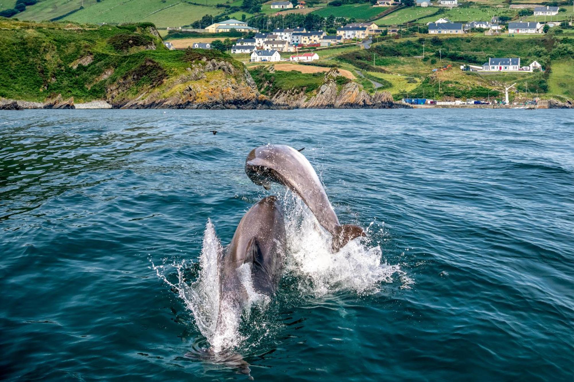 Realt Na Mara Villa Killybegs Exteriör bild
